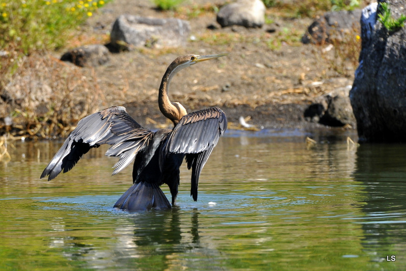 Anhinga d'Afrique/African Darter (3)