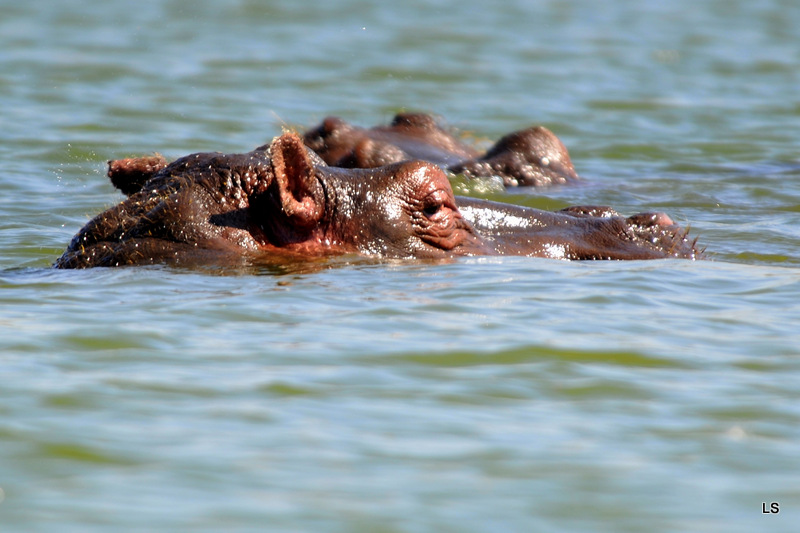 Hippopotame/Hippopotamus (10)