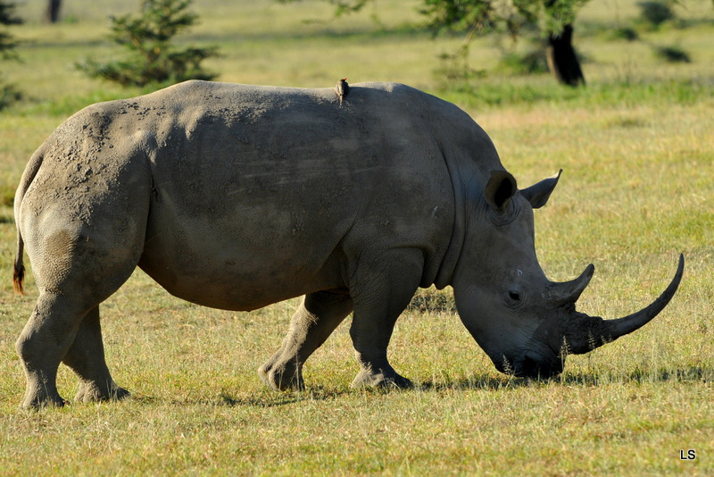 Rhinocéros blanc/White Rhino (15)