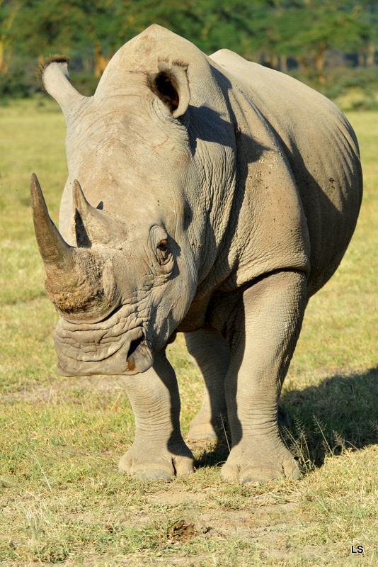 Rhinocéros blanc/White Rhino (16)