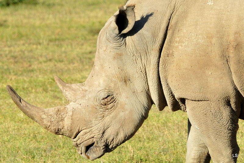 Rhinocéros blanc/White Rhino (17)