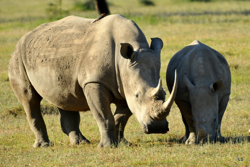 Rhinocéros blanc/White Rhino (18)