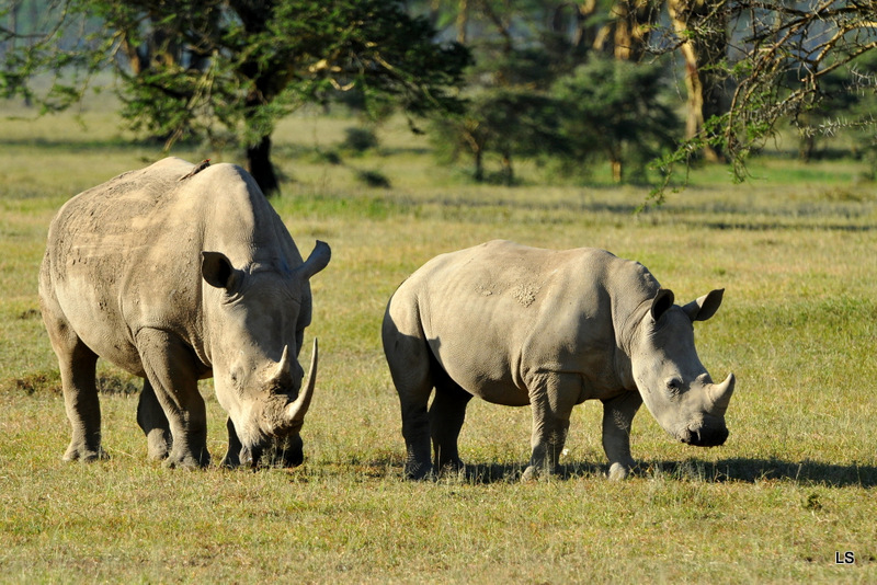 Rhinocéros blanc/White Rhino (19)