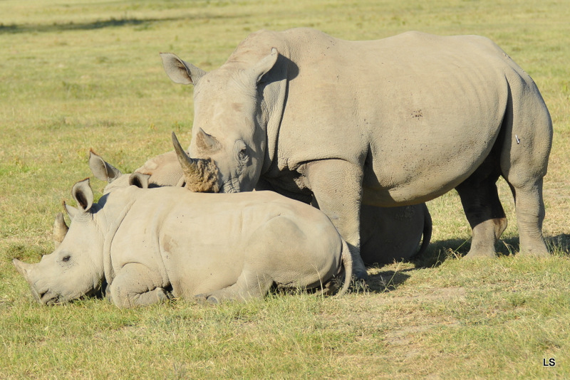 Rhinocéros blanc/White Rhino (21)