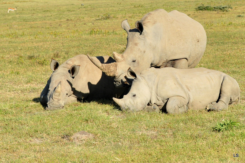 Rhinocéros blanc/White Rhino (22)