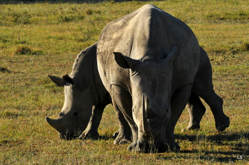 Rhinocéros blanc/White Rhino (23)