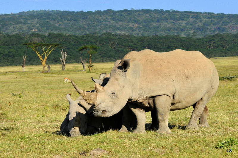 Rhinocéros blanc/White Rhino (24)