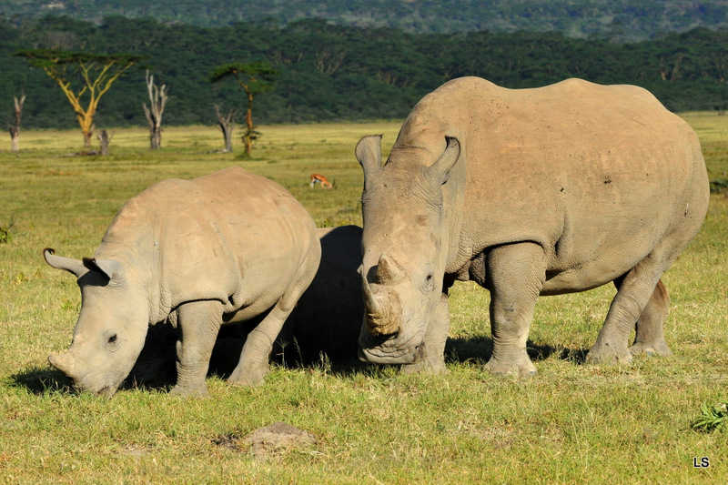 Rhinocéros blanc/White Rhino (25)