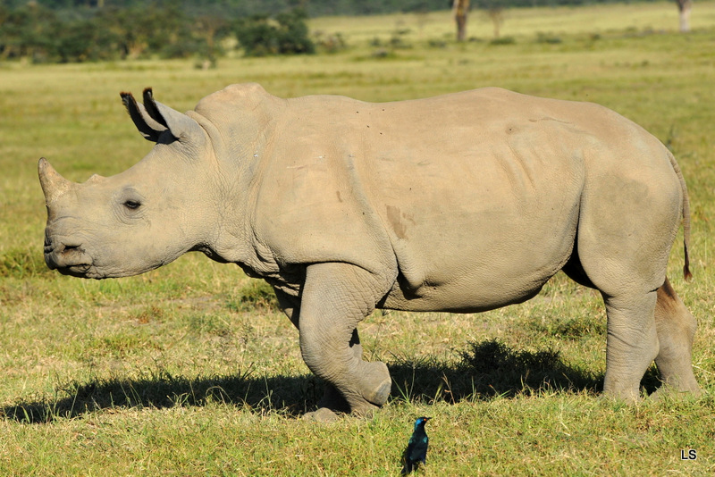 Rhinocéros blanc/White Rhino (26)