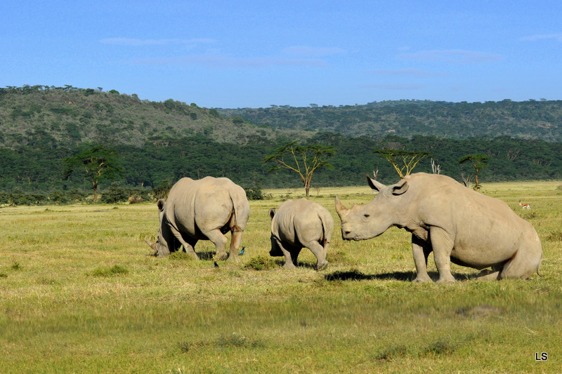 Rhinocéros blanc/White Rhino (27)