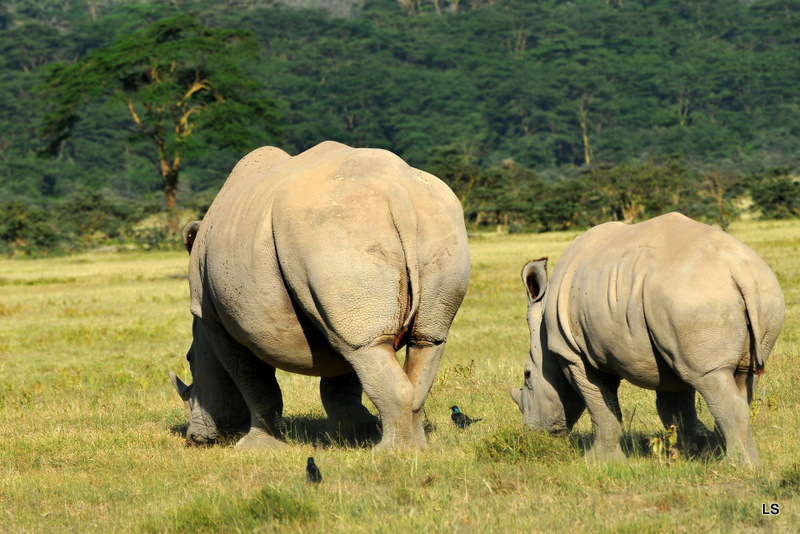 Rhinocéros blanc/White Rhino (28)