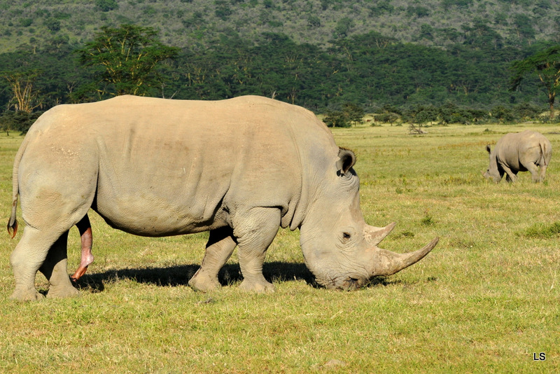 Rhinocéros blanc/White Rhino (30)