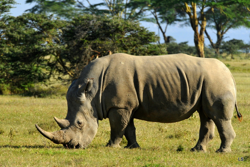 Rhinocéros blanc/White Rhino (32)