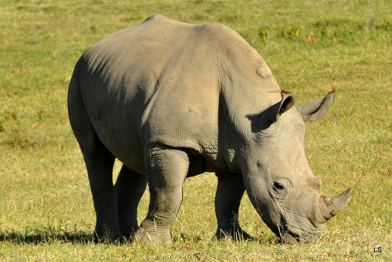 Rhinocéros blanc/White Rhino (33)