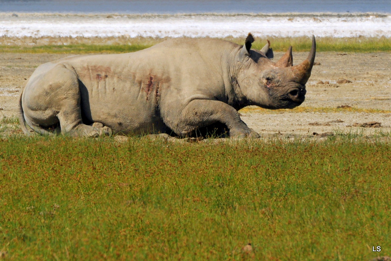 Rhinocéros noir/Black Rhino (2)