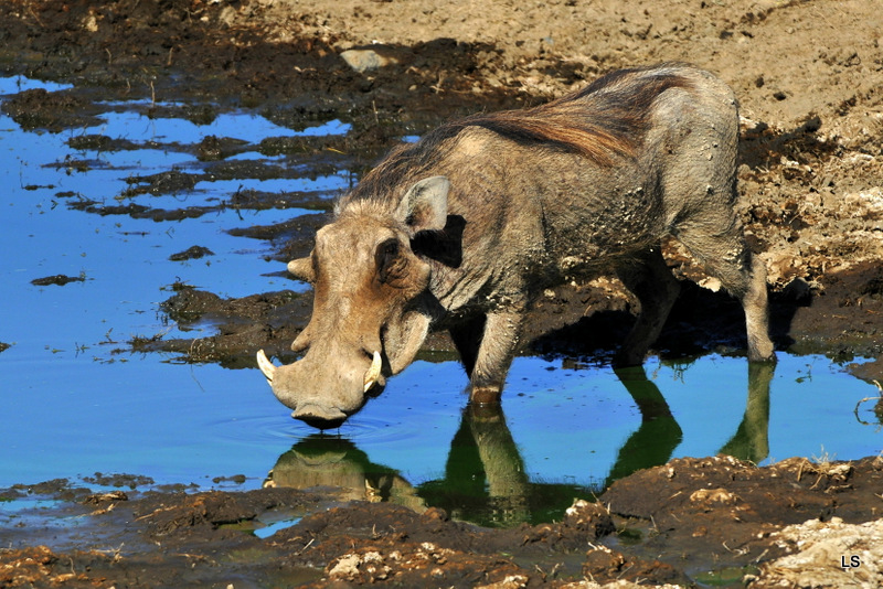 Phacochère/Warthog (1)
