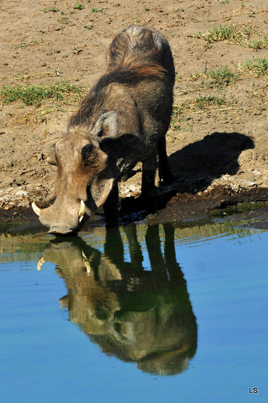Phacochère/Warthog (4)