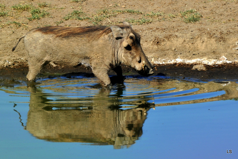 Phacochère/Warthog (5)