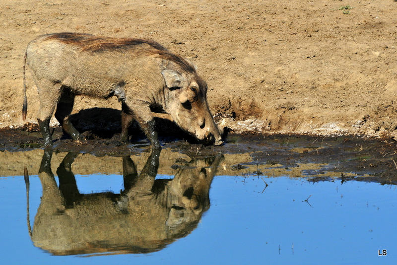 Phacochère/Warthog (6)