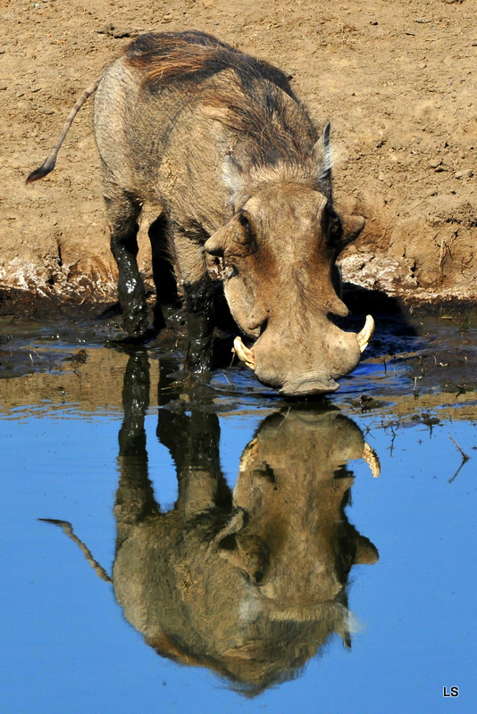 Phacochère/Warthog (7)