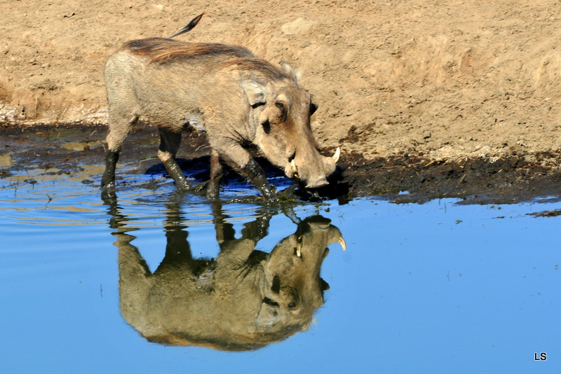 Phacochère/Warthog (8)