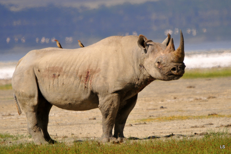 Rhinocéros noir/Black Rhino (3)