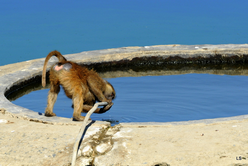Babouin/Baboon (2)