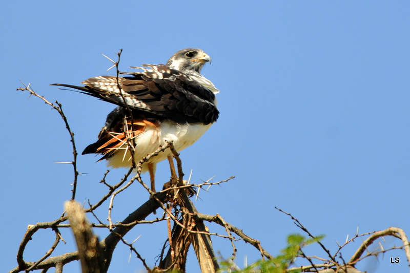 Buse augure/Augur Buzzard (2)