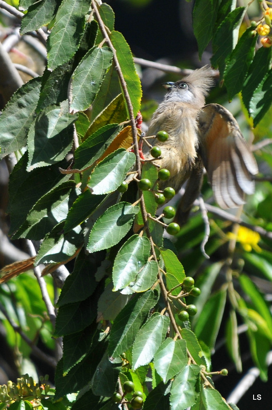 Coliou rayé/Speckled Mousebird (1)
