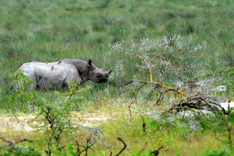 Rhinocéros noir/Black Rhino (9)