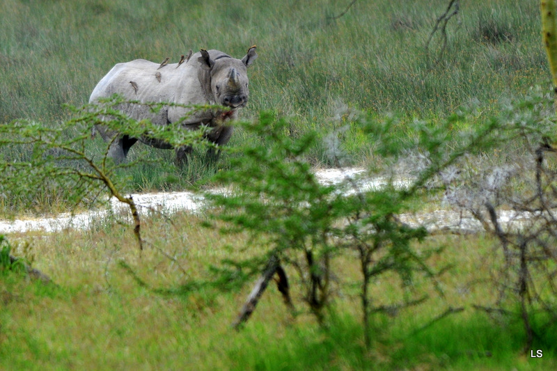 Rhinocéros noir/Black Rhino (10)