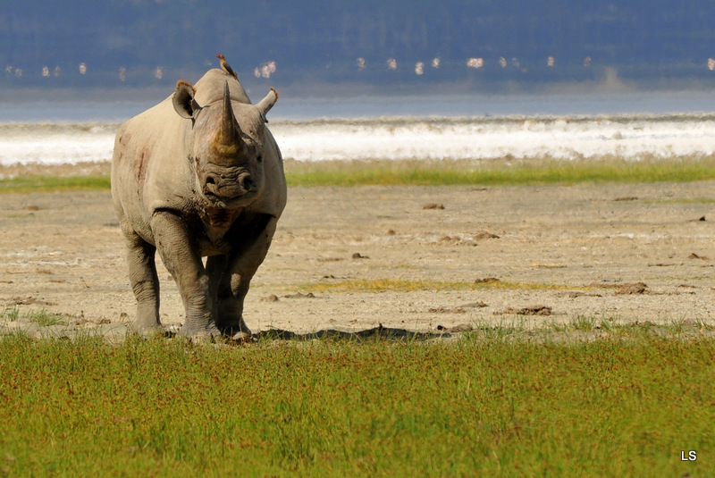 Rhinocéros noir/Black Rhino (4)