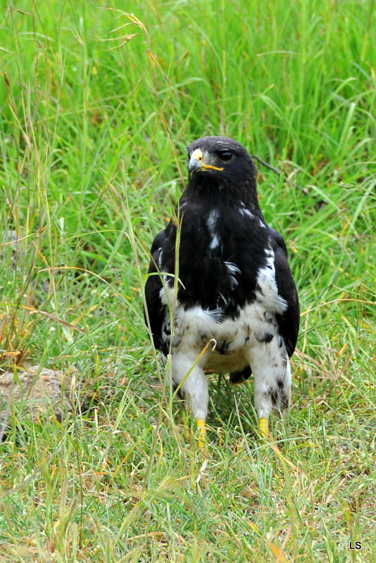 Buse augure/Augur Buzzard (4)
