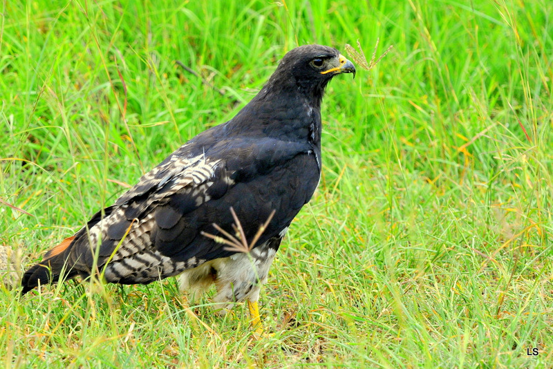 Buse augure/Augur Buzzard (5)