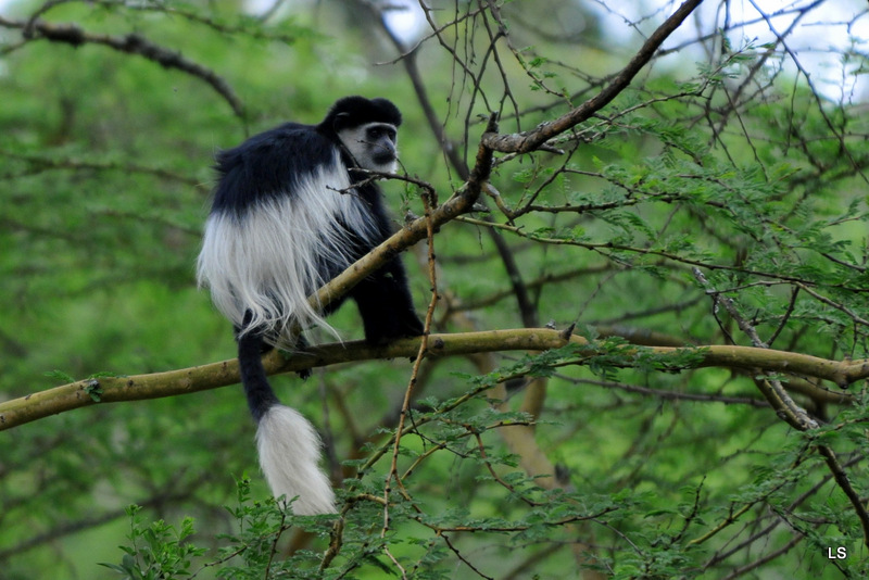 Colobe guéréza/Guereza Black and White Colobus (1)