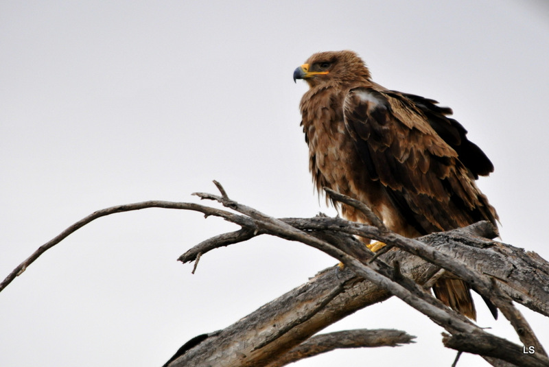Aigle ravisseur/Tawny eagle (1)