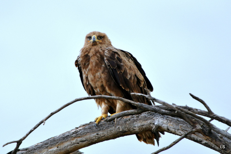 Aigle ravisseur/Tawny eagle (2)