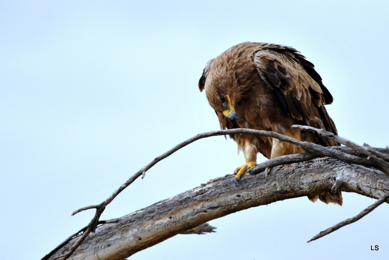 Aigle ravisseur/Tawny eagle (3)
