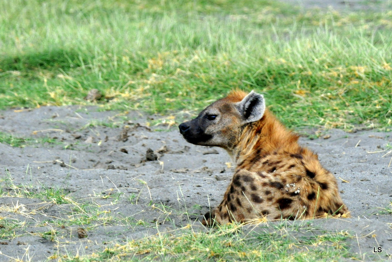 Hyène tachetée/Spotted Hyena (18)