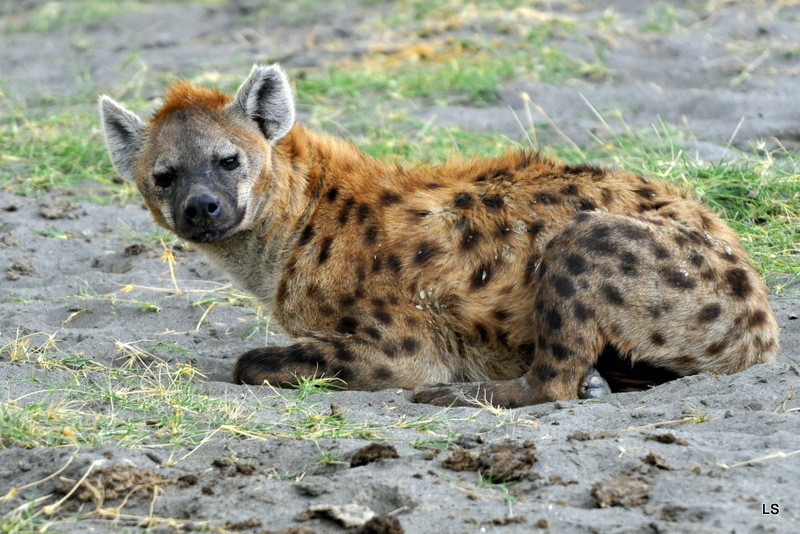 Hyène tachetée/Spotted Hyena (19)