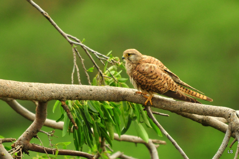 Faucon crécerelle/Common Kestrel (1)