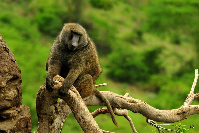 Babouin/Baboon (4)