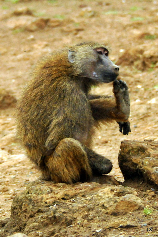 BBabouin/Baboon (6)