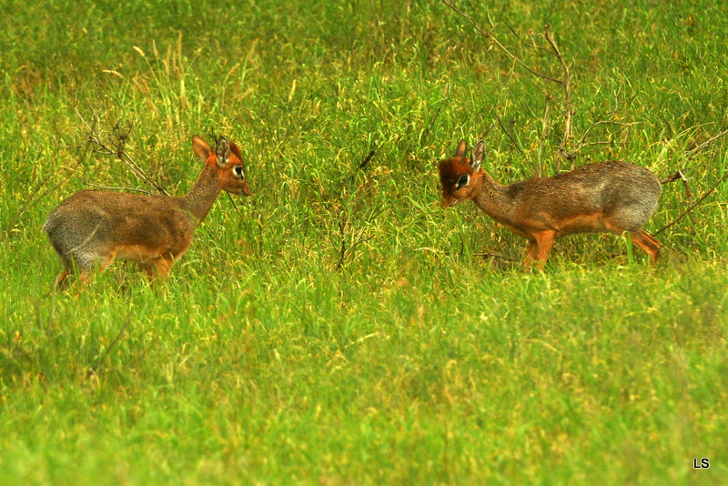 Dik-Dik de Cavendish/Cavendish's Dik-dik (1)