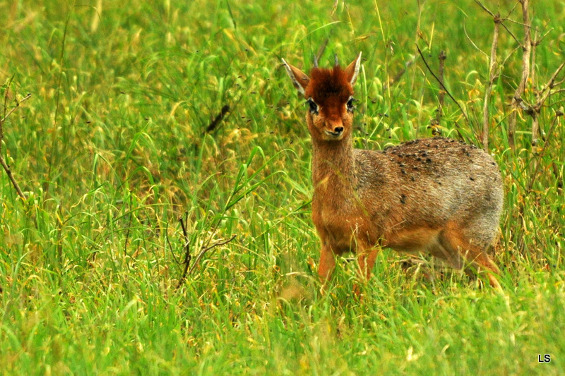 Dik-Dik de Cavendish/Cavendish's Dik-dik  (3)