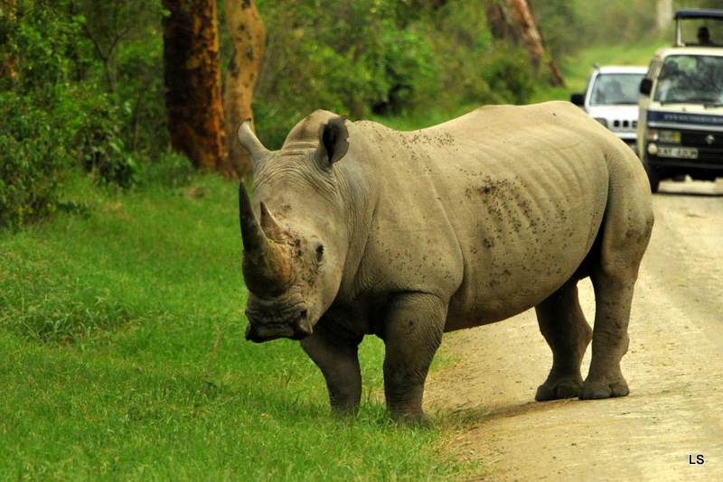Rhinocéros blanc/White Rhino (34)
