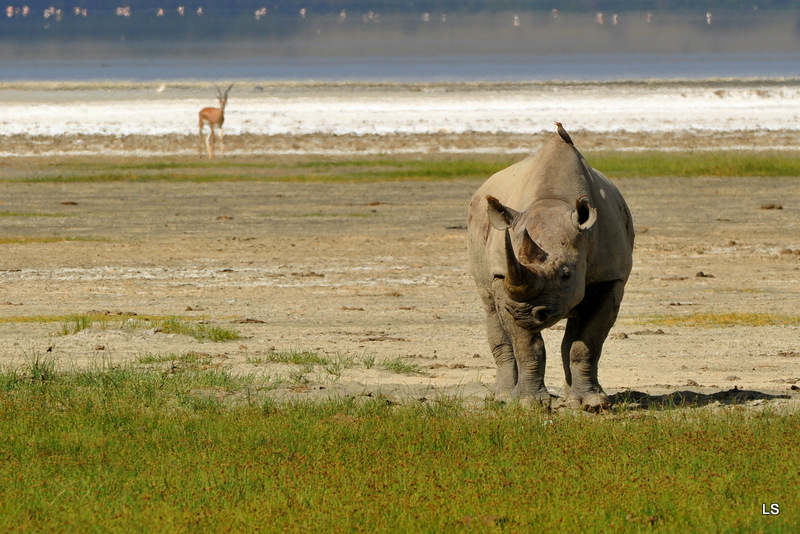 Rhinocéros noir/Black Rhino (6)