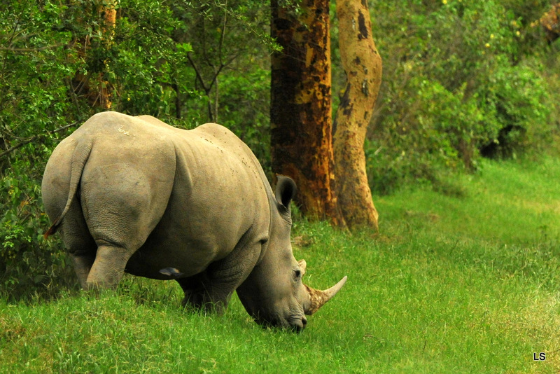 Rhinocéros blanc/White Rhino (36)