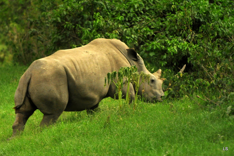 Rhinocéros blanc/White Rhino (38)