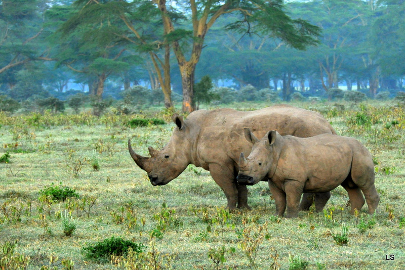 Rhinocéros blanc/White Rhino (39)